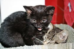 Bastien a Lucián.jpg