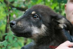 Štěnata od bezdomovce.jpg