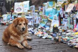 Děkujeme  💚 💛 SuperZoo Vyškov a jejím zákazníkům ❤️ prosinec 2025